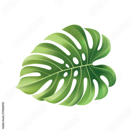 tropical leaf elements