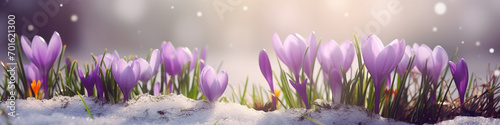 Crocus flowers emerge from the snow in early spring