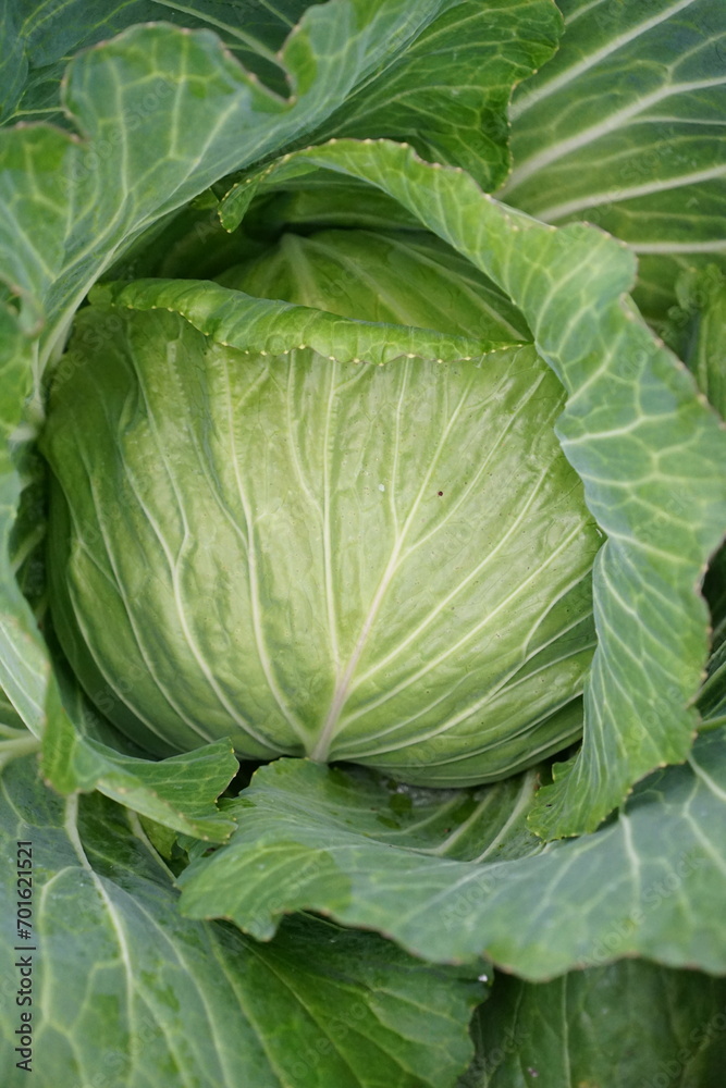 cabbage in the garden cabbage in the garden