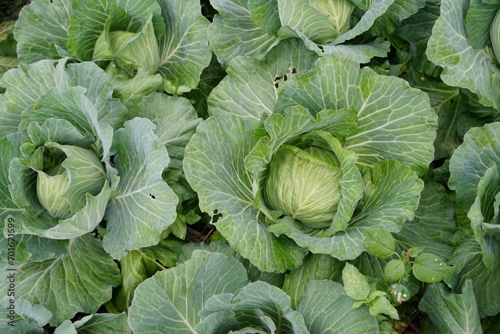 cabbage growing in the garden cabbage growing in the garden
