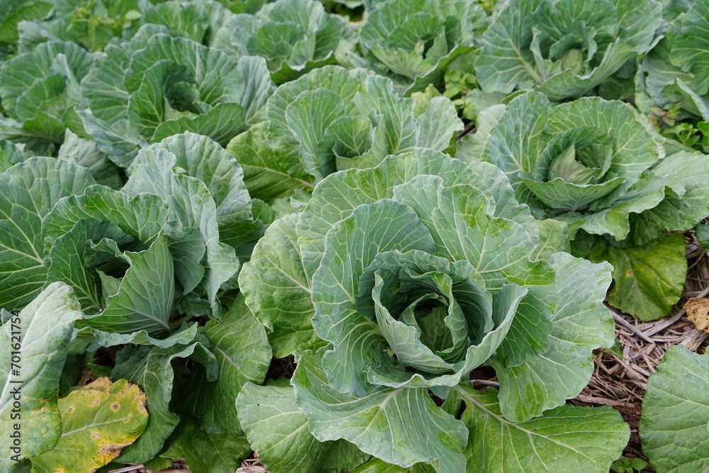 cabbage growing in a garden cabbage growing in a garden