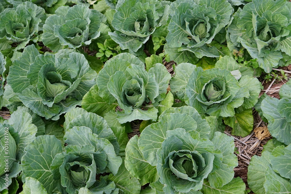 cabbage growing in the garden cabbage growing in the garden