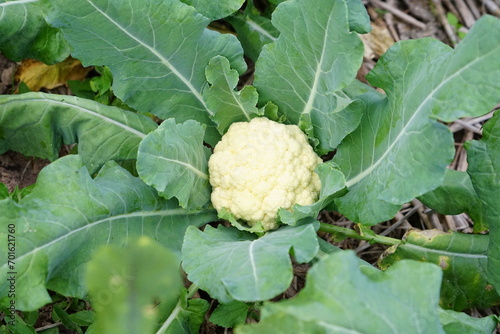vegetable garden cauliflower in the garden