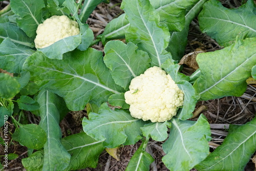 vegetable garden cauliflower in the garden
