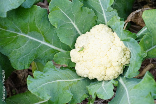 vegetable garden cauliflower in the garden