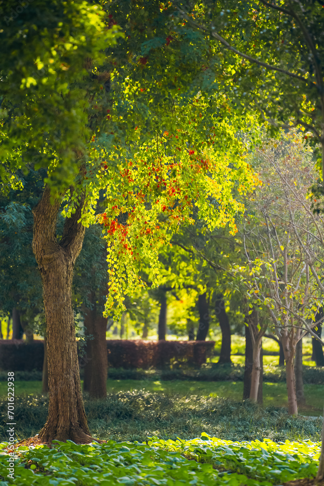 The colorful trees in autumn