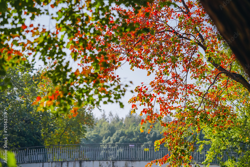 Naklejka premium The colorful trees in autumn