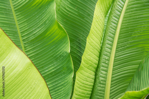 Colorful and beautiful Banana leaf for background, backdrop, wallpaper.
