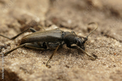 Closeup on a small dark black longhorn beetle, Stenurella nigra sitting on wood