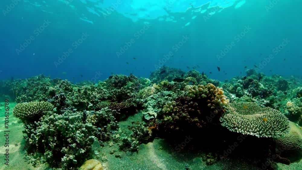 Tropical Fishes on Coral Reef, underwater scene. Tropical Fishes on Coral Reef, underwater scene.