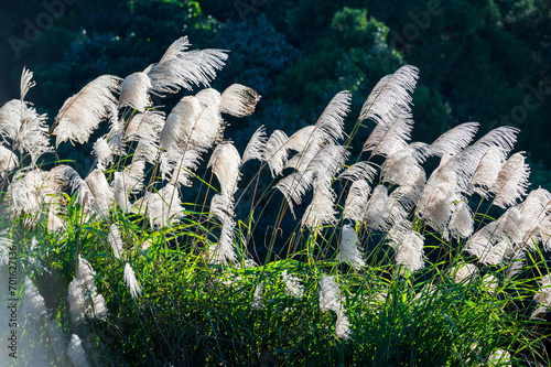 White silver grass (miscanthus) flowers sway in the wind. Enjoy the warm winter sunshine and fresh air. Hiking Trail. Xizhi Dajianshan, Taiwan. photo