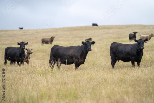 Portrait of cows in a field. Herd of cattle close up. White and brown cows. Australian Sustainable Beef steers on a agricultural farm in Australia in summer © William