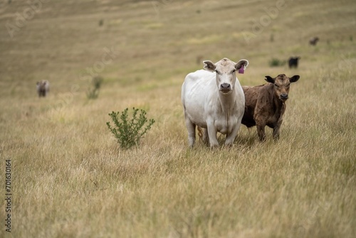 Portrait of cows in a field. Herd of cattle close up. White and brown cows. Australian Sustainable Beef steers on a agricultural farm in Australia in summer