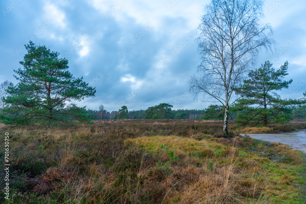 Track over heath landscape of Kroondomein Het Loo (king's estate) near Vaassen on the Veluwe (The Netherlands) Track over heath landscape of Kroondomein Het Loo (king's estate) near Vaassen on the Veluwe (The Netherlands)