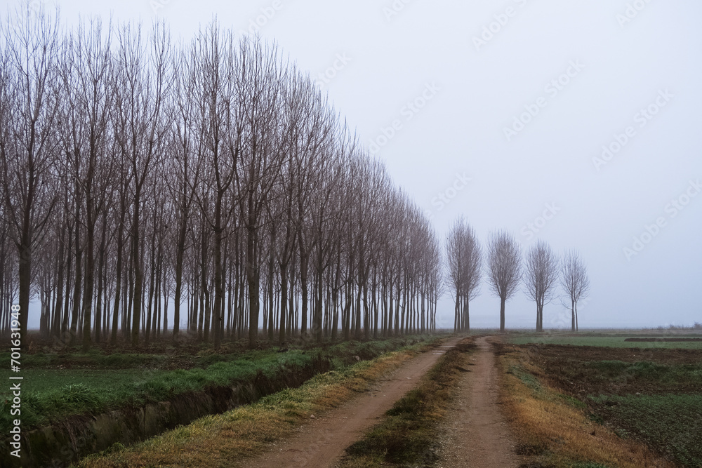 Po Valley foggy misty smoke landscape fields crops Po Valley foggy misty smoke landscape fields crops