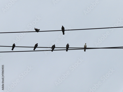 Asian pigeon and electric wires in Bangkok, Thailand.