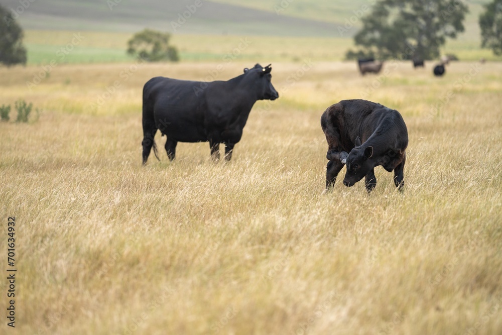 cows in a field on a regenerative agriculture field