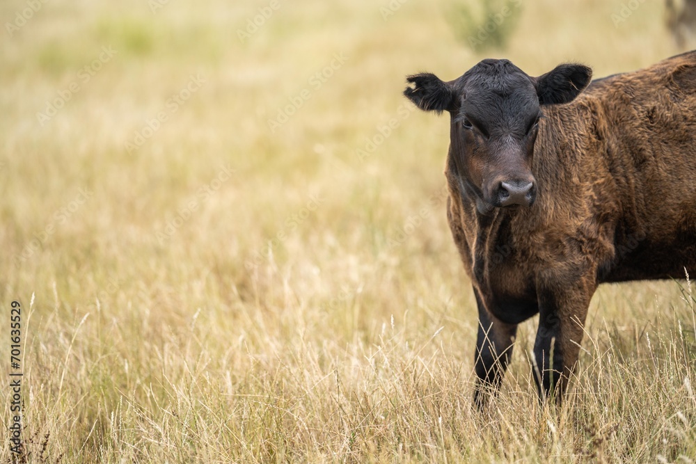 cows eating in a field on farmland on an agricultural farm in springtime in a grass field cows eating in a field on farmland on an agricultural farm in springtime in a grass field