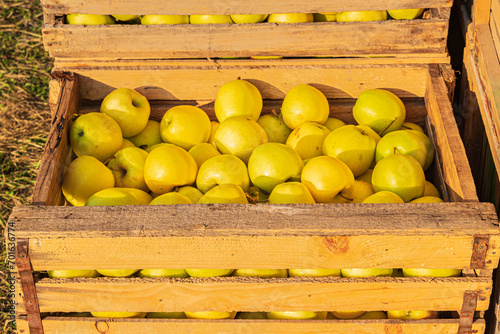 Yellow apples in crates. October apple harvest in Armenia