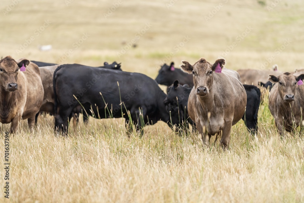 Stud Beef bulls, cows and calves grazing on grass in a field, in Australia. breeds of cattle include speckled park, murray grey, angus, brangus and wagyu on long pasture in spring