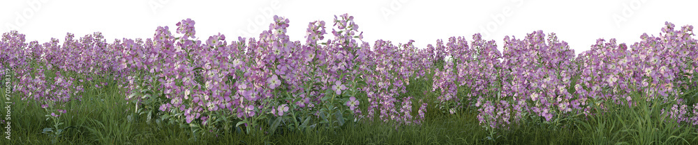 Obraz premium Matthiola incana flower or Hoary Stock flowers with grass field in nature, Tropical forest isolated on transparent background - PNG file, 3D rendering illustration