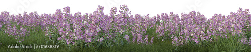 Matthiola incana flower or Hoary Stock flowers with grass field in nature  Tropical forest isolated on transparent background - PNG file  3D rendering illustration