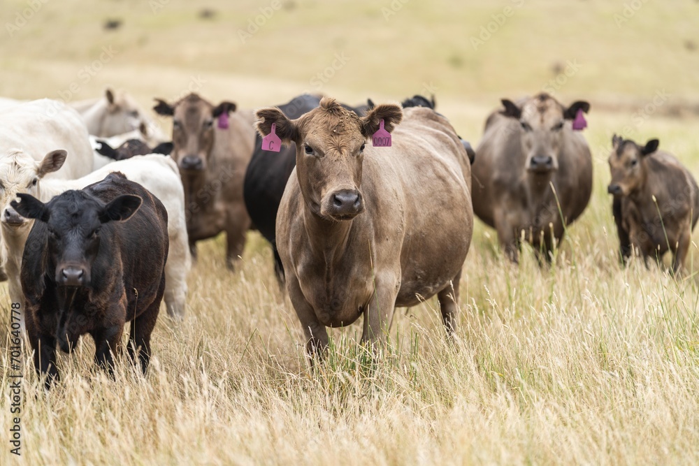 beef cattle grazing on pasture. Grass fed murray grey, angus and specked park in south west Victoria, australia beef cattle grazing on pasture. Grass fed murray grey, angus and specked park in south west Victoria, australia