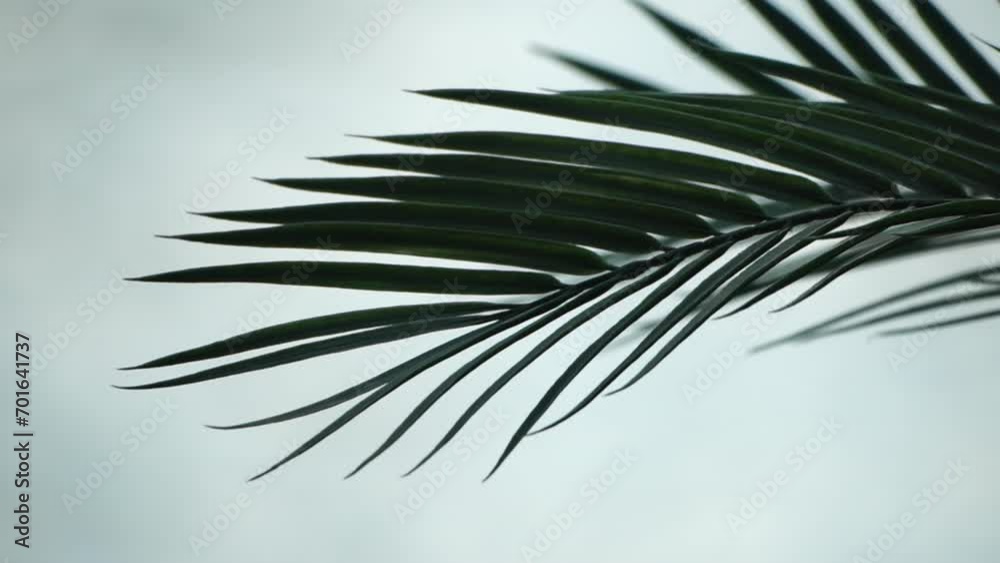 Swaying palm tree leaves against a golden bokeh of the sea. Sun sparkles on waves, illuminating a warm beach. Sun shining through palm tree. Tropical sunset background. Travel, vacation concept Swaying palm tree leaves against a golden bokeh of the sea. Sun sparkles on waves, illuminating a warm beach. Sun shining through palm tree. Tropical sunset background. Travel, vacation concept