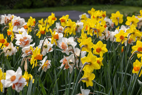 yellow and white daffodils flowers blooming in a garden