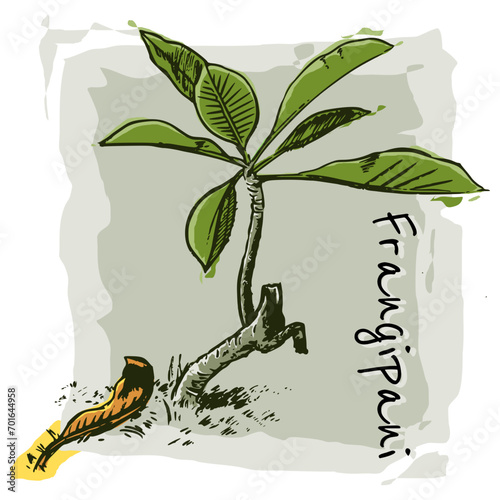 Small frangipani flower plant, a dry leaf litter lying on the grass. Titled illustration of nature concept, hand-drawn style, abstract background.