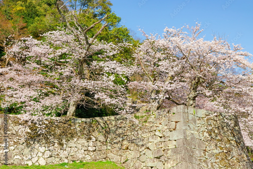 彦根城の満開の桜 滋賀県彦根市にて 彦根城の満開の桜 滋賀県彦根市にて