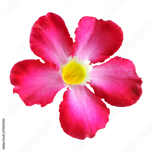 Принти на полотні Red adenium or desert rose is tropical plant and colorful ornamental plant