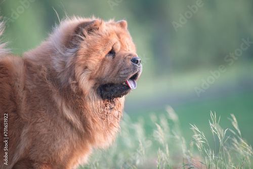 A beautiful chow-chow dog on a walk in the summer.