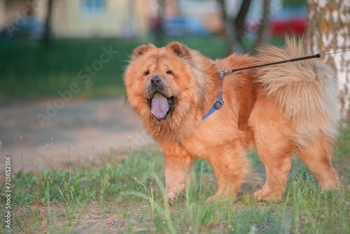 A beautiful chow-chow dog on a walk in the summer.