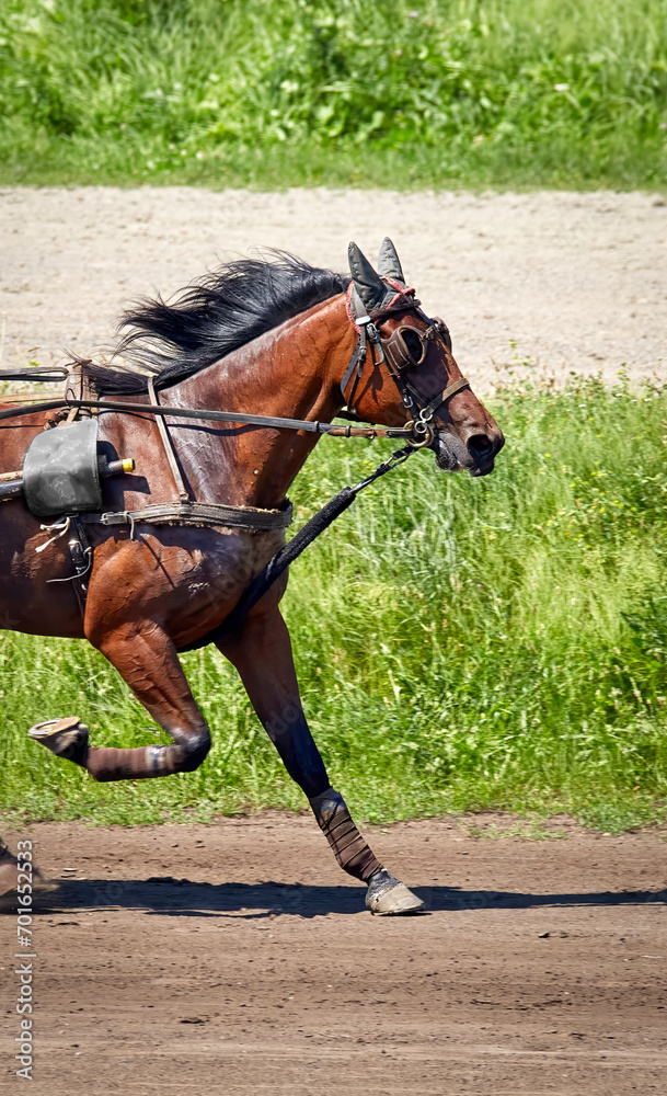 beautiful horse running along a hippodrome beautiful horse running along a hippodrome