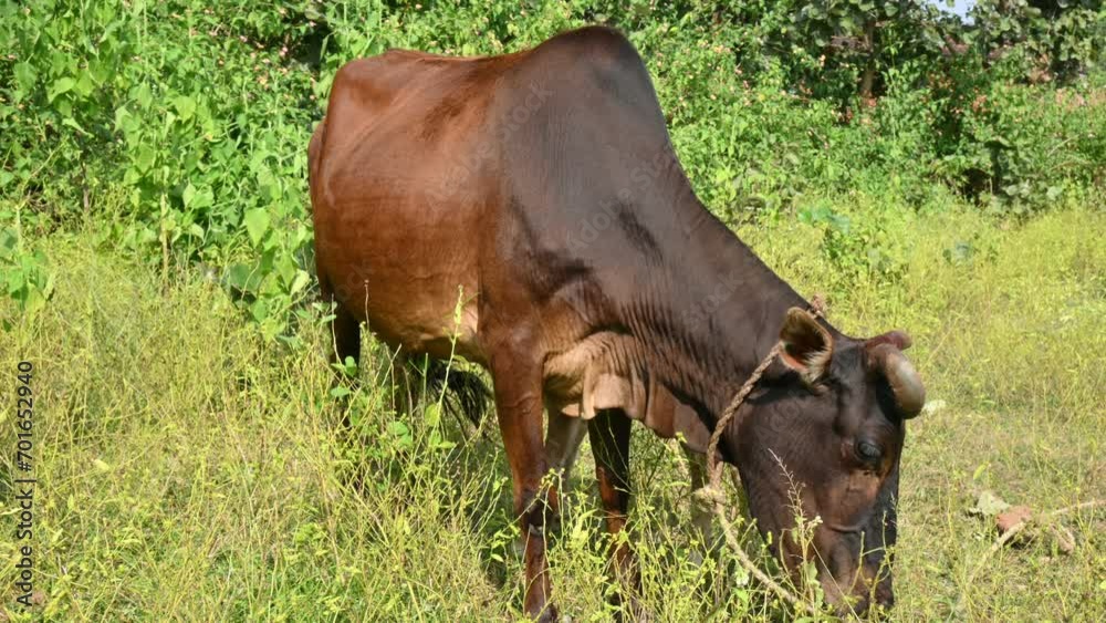 A cow feeding his calf. cute calves drinking milk. cattle Farming or husbandry concept. Indian cows and his baby. 