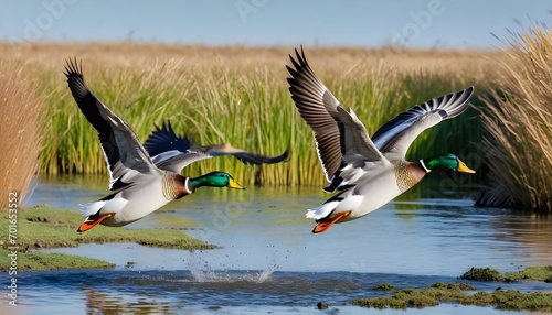 "Mallards in Flight: A Moment of Grace and Beauty"