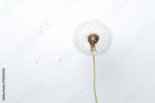 Closeup floral background dandelion nature summer macro white plant blowball fluffy seed flower spring