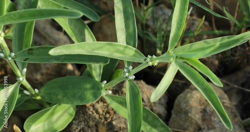 Enicostemma littorale. Mamejava. Herbal plant.  photo