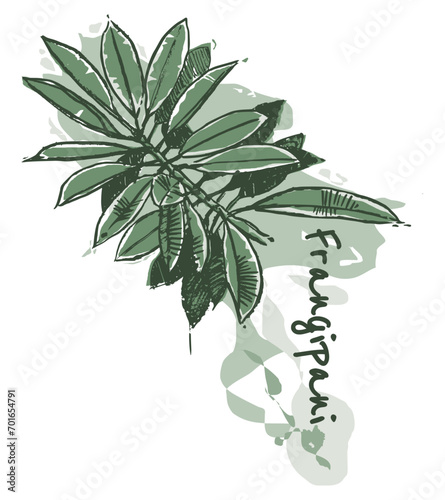 Frangipani leaves with title. Illustration of nature concept, hand drawn style, abstract background.