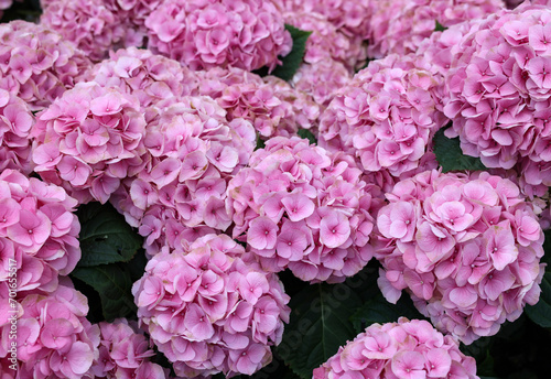 Blooming pink garden hydrangeas © wjarek