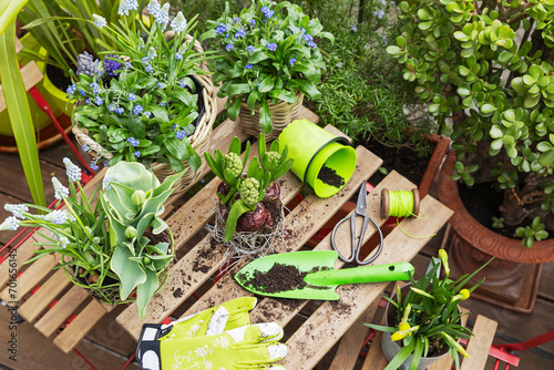 Various flowering plants with gardening equipment on table photo