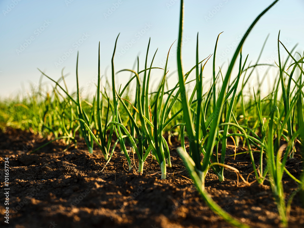 Onion plants cultivated in soil at sunset Onion plants cultivated in soil at sunset