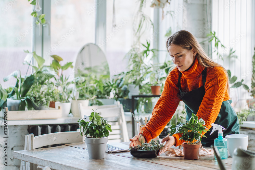 Botanist arranging plants on table at store Botanist arranging plants on table at store