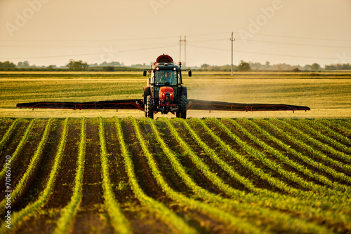 Farmer in tractor fertilizing corn field at sunset photo