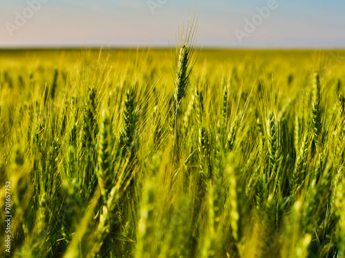 Wheat crops in field at sunset photo