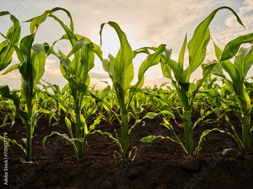 Corn crops in field at sunset photo