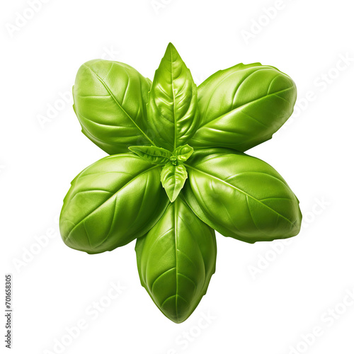 basil isolated on transparent background Remove png, Clipping Path, pen tool