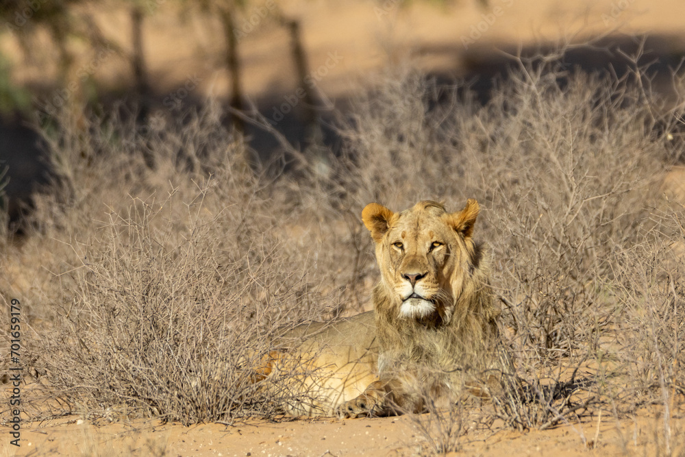 Male lion on a dune in the Kgalagadi Transfrontier park at Kij Kij, Kalahari Male lion on a dune in the Kgalagadi Transfrontier park at Kij Kij, Kalahari