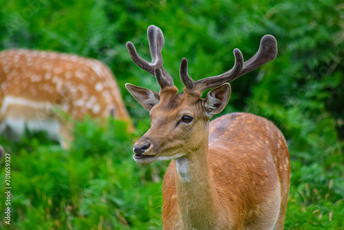 Red deer grazing freely in the forest